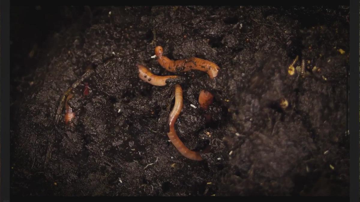 Earthworm Reproduction How Do Worms Reproduce?