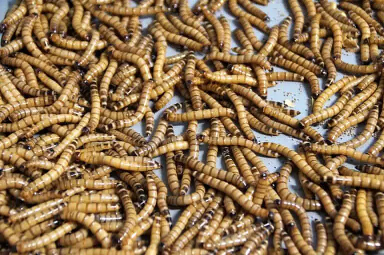 download feeding mealworms