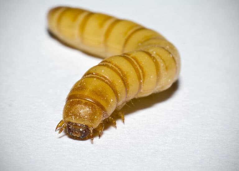 Meal Worm Life Cycle