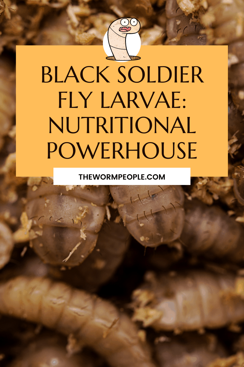black-soldier-fly-nutritional-value