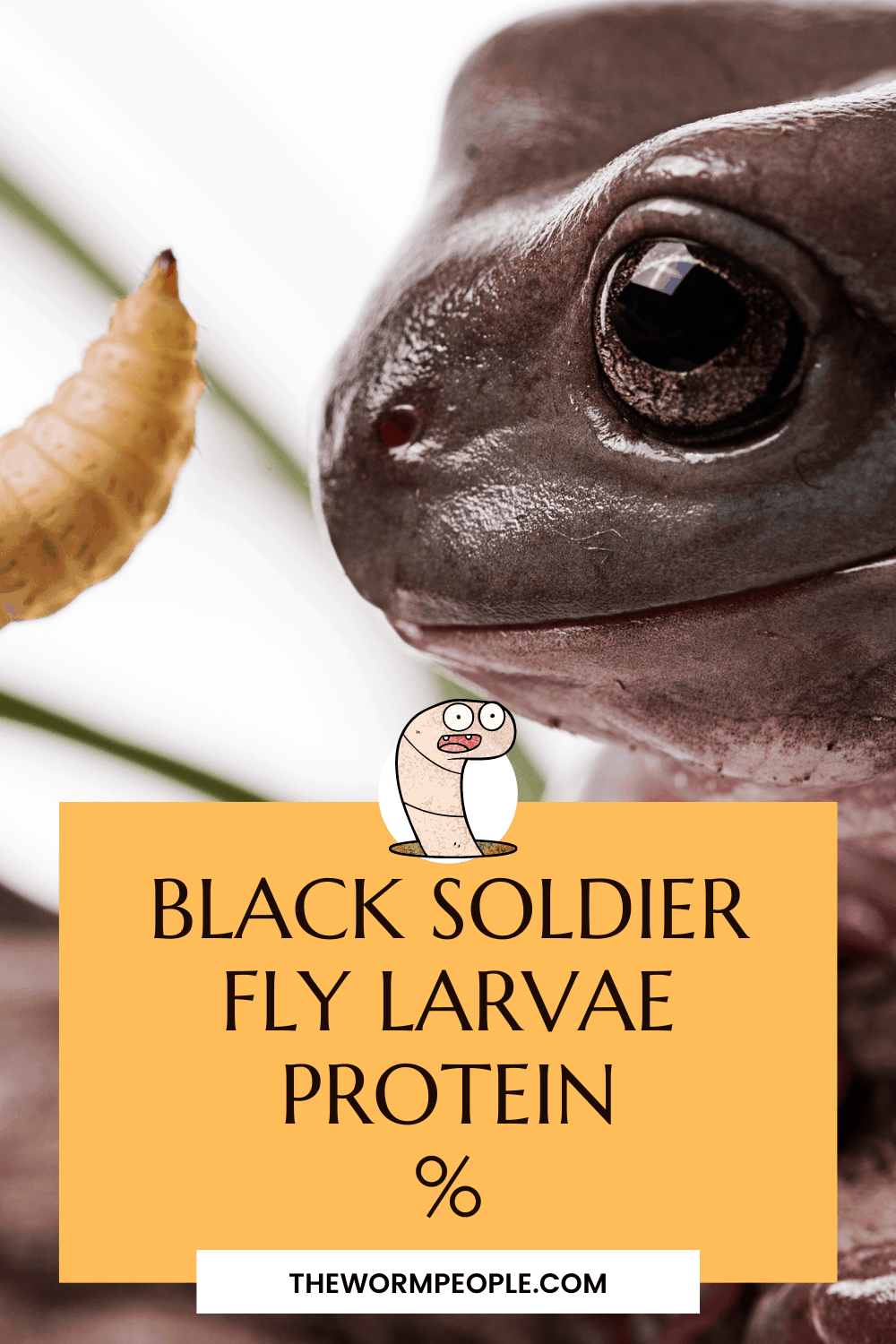 Black Soldier Fly Larvae Protein