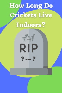 How Long Do Crickets Live Indoors - TheWormPeople