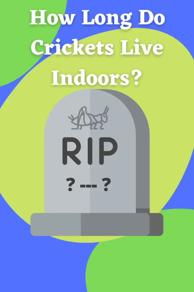 How Long Do Crickets Live Indoors - TheWormPeople