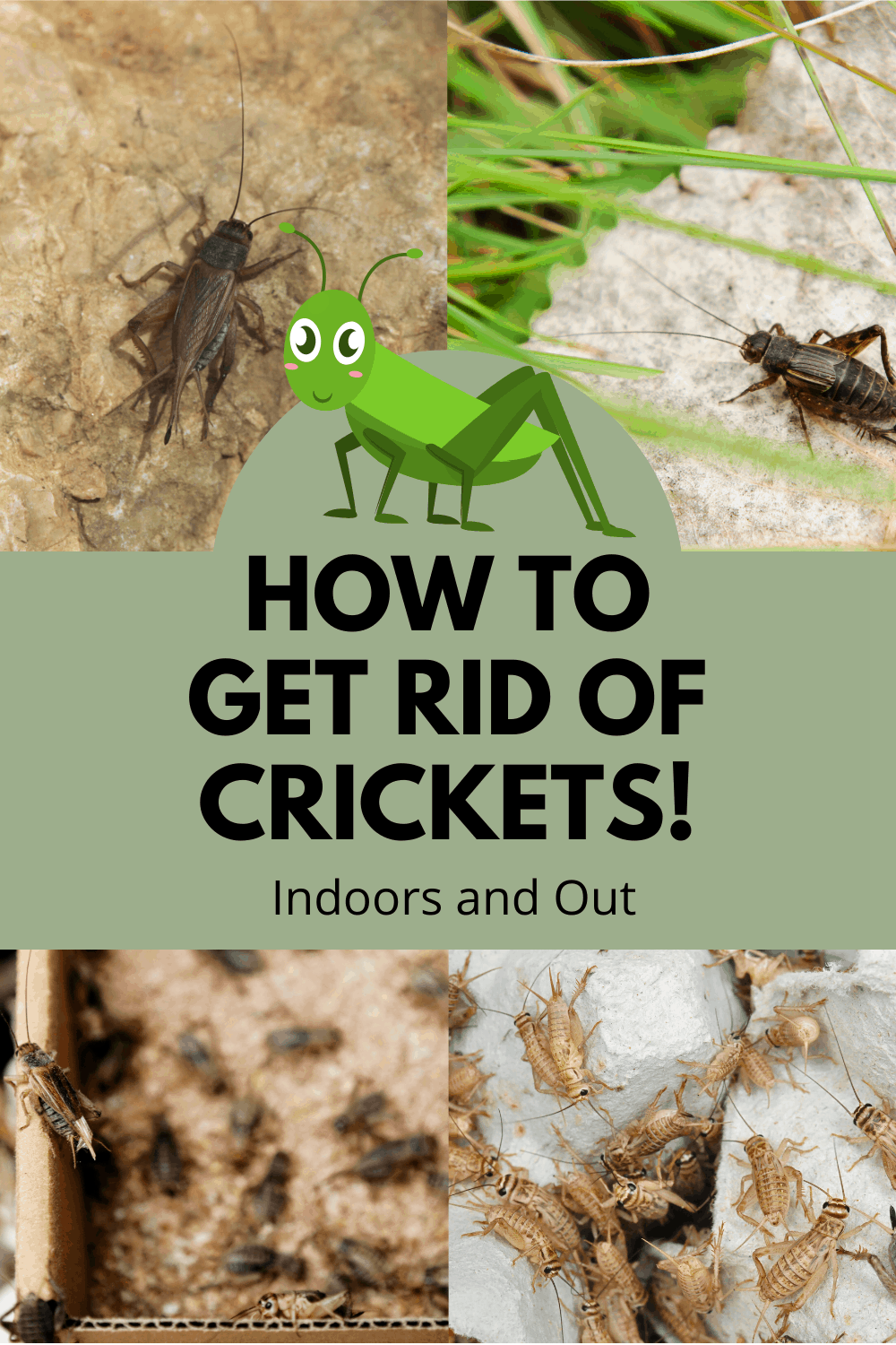 How To Get Rid Of Crickets