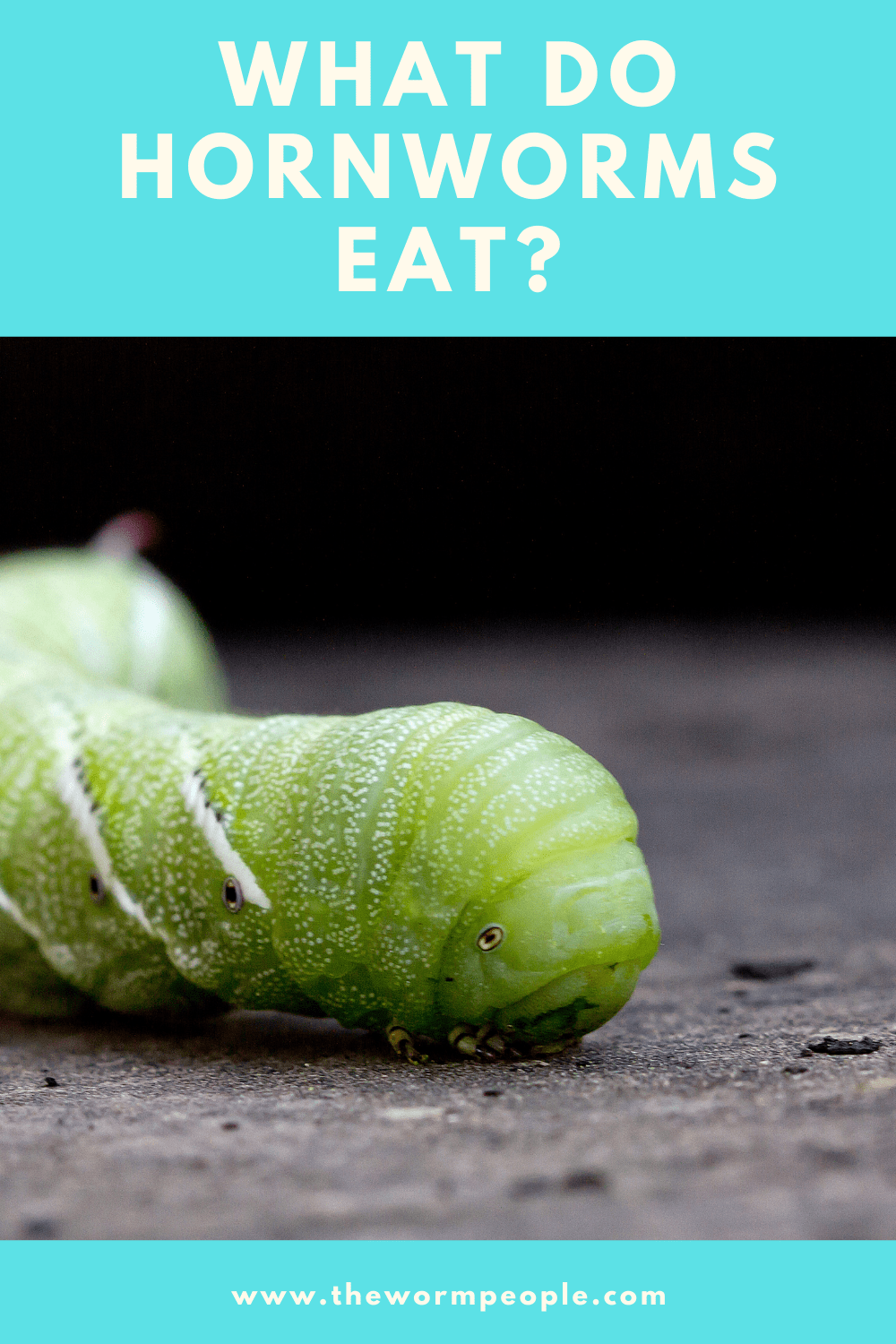 What Do Hornworms Eat