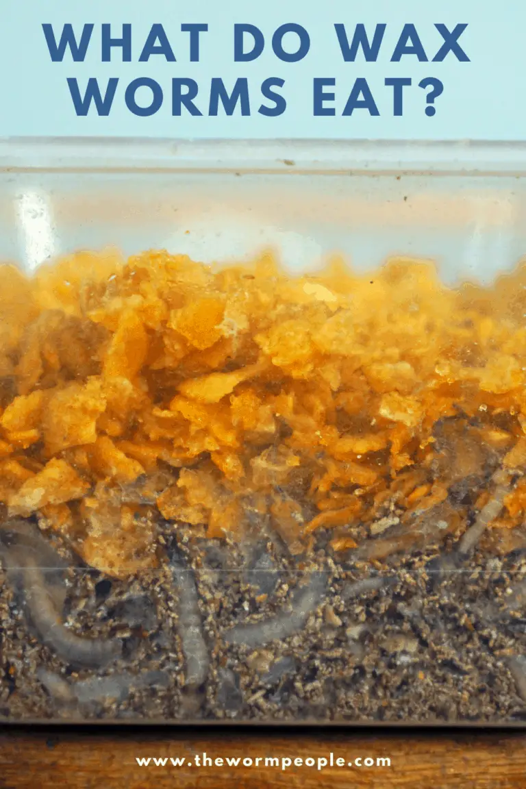 download growing wax worms