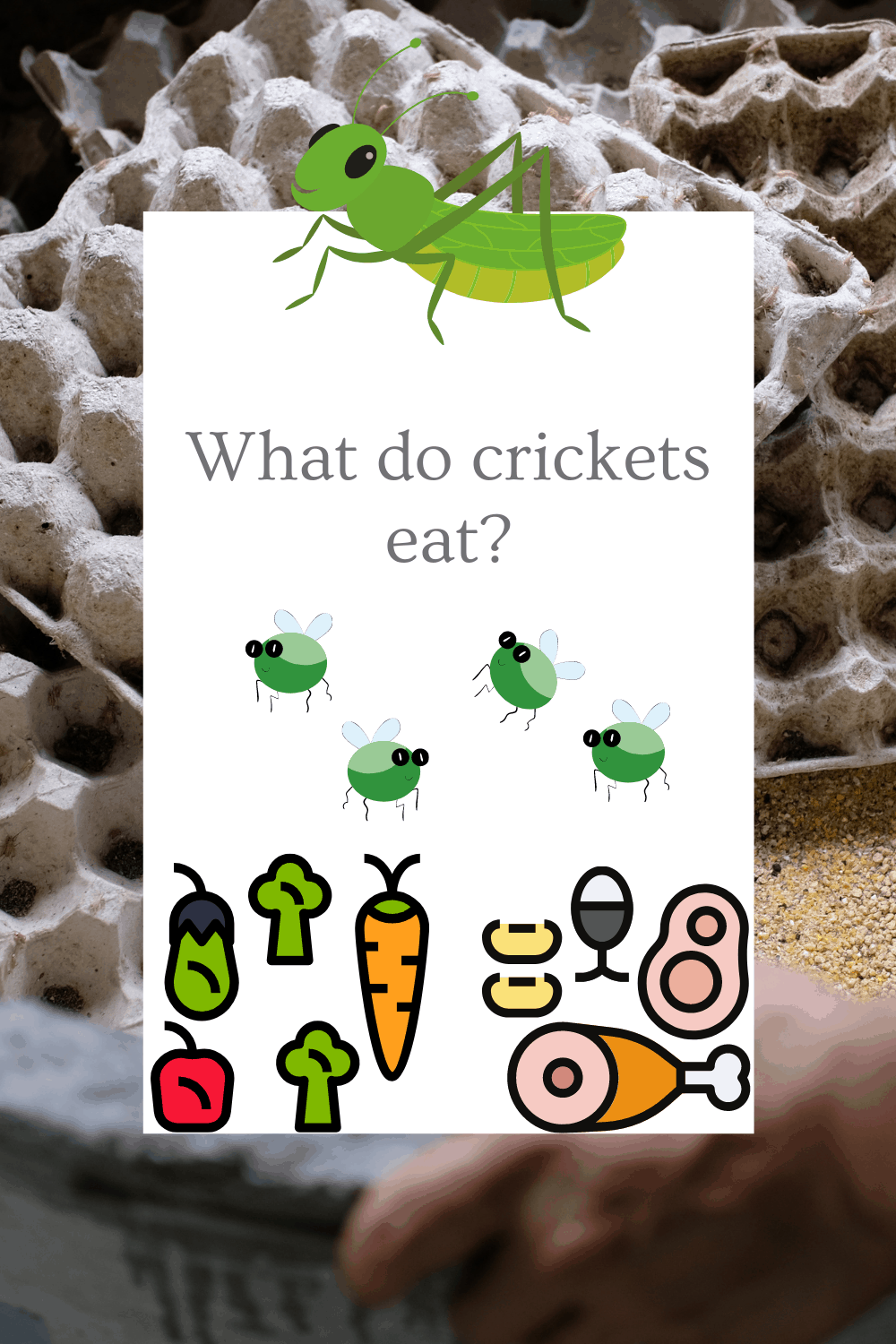 What Do Crickets Eat - Deep Dive - TheWormPeople