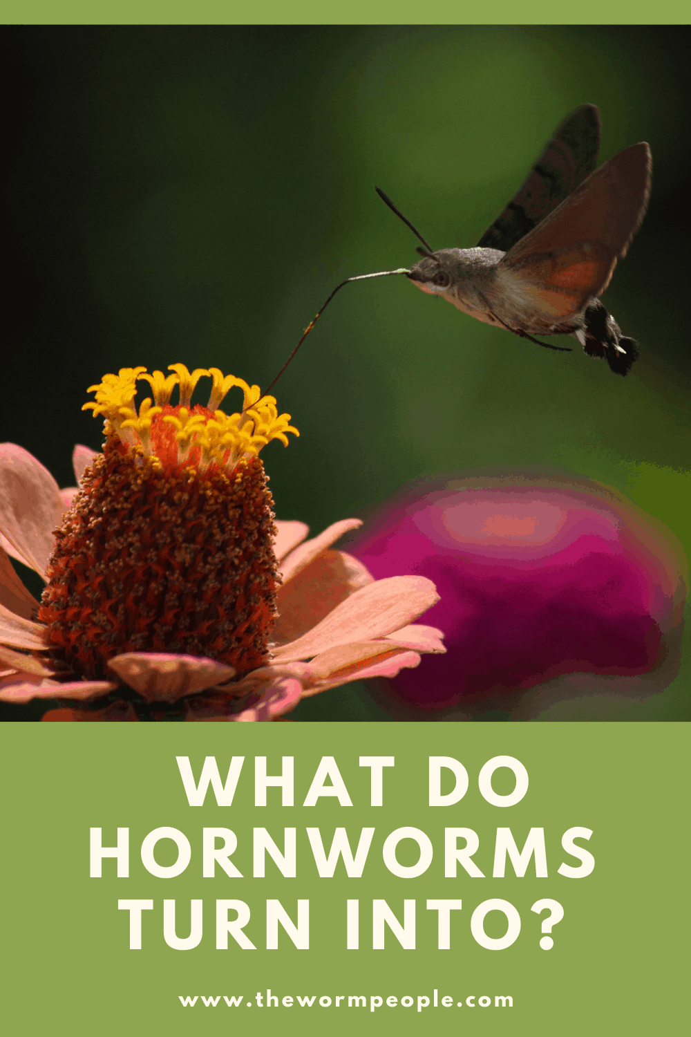 What do hornworms turn into