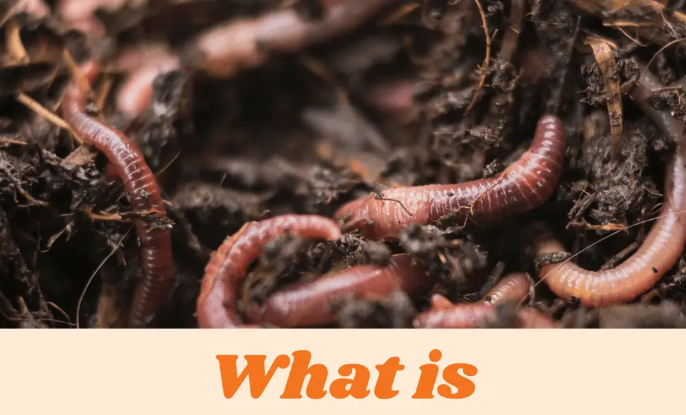 What is Vermicomposting?