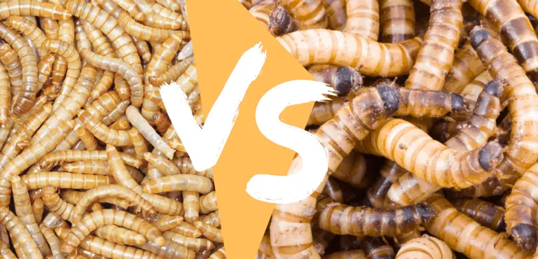 Superworms Vs Mealworms - TheWormPeople