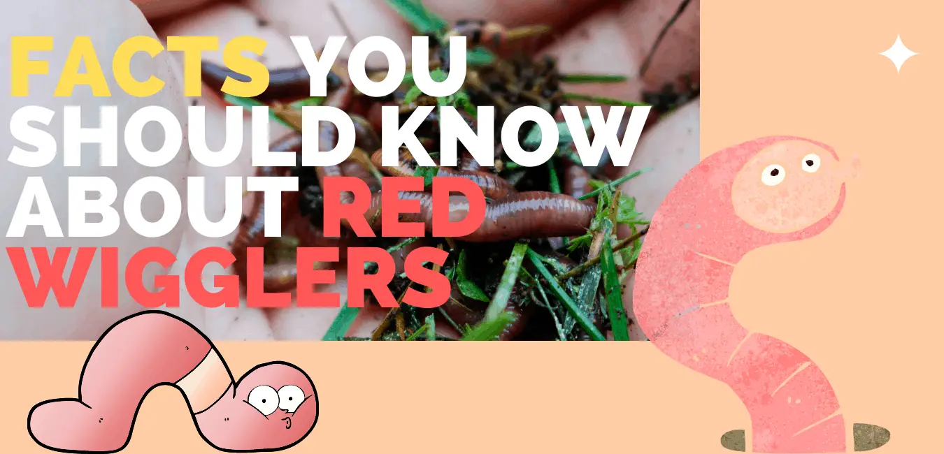 download buy red wigglers near me