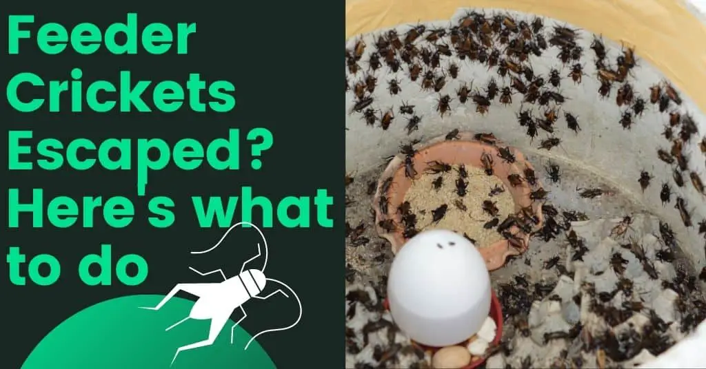 Feeder Crickets Escaped? Here's what to do