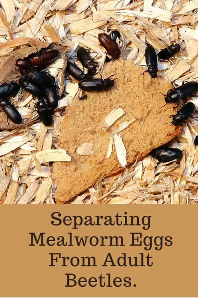 separating-mealworm-eggs-from-adult-beetles-thewormpeople
