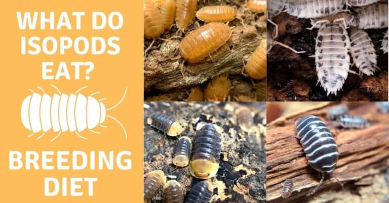 what-do-isopods-eat-breeding-diet-thewormpeople