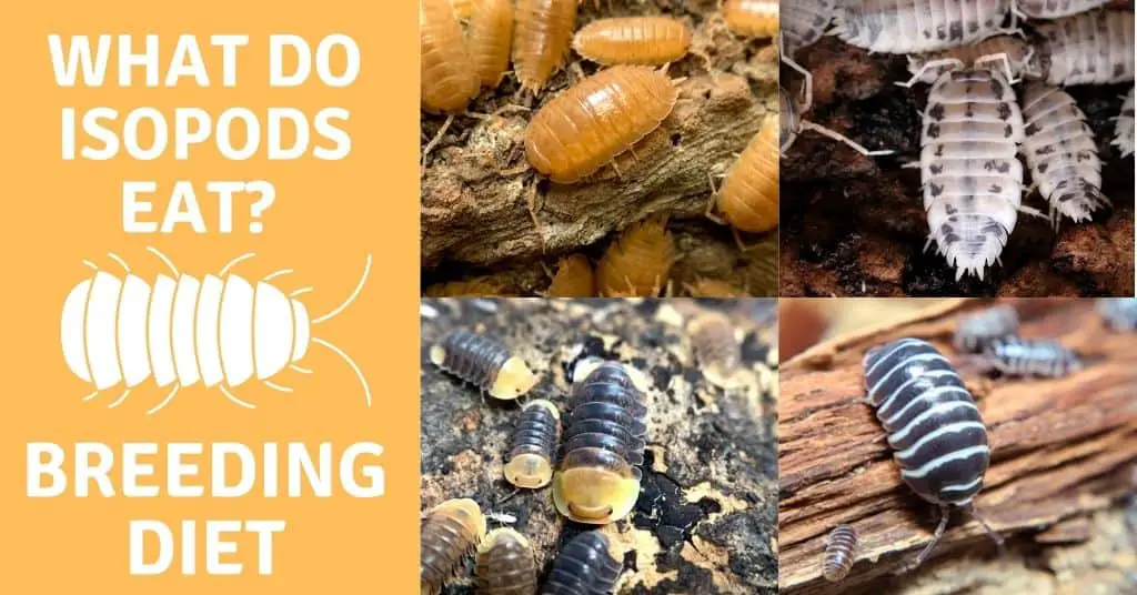 What do isopods eat? Breeding Diet - TheWormPeople