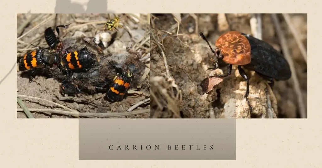 carrion beetles