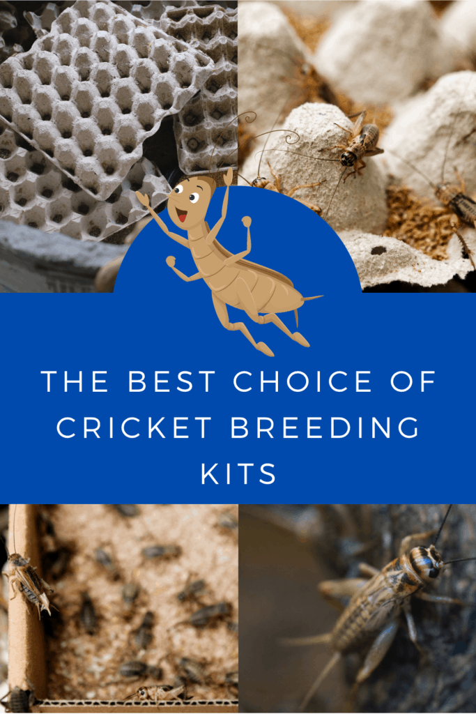 cricket breeding kits
