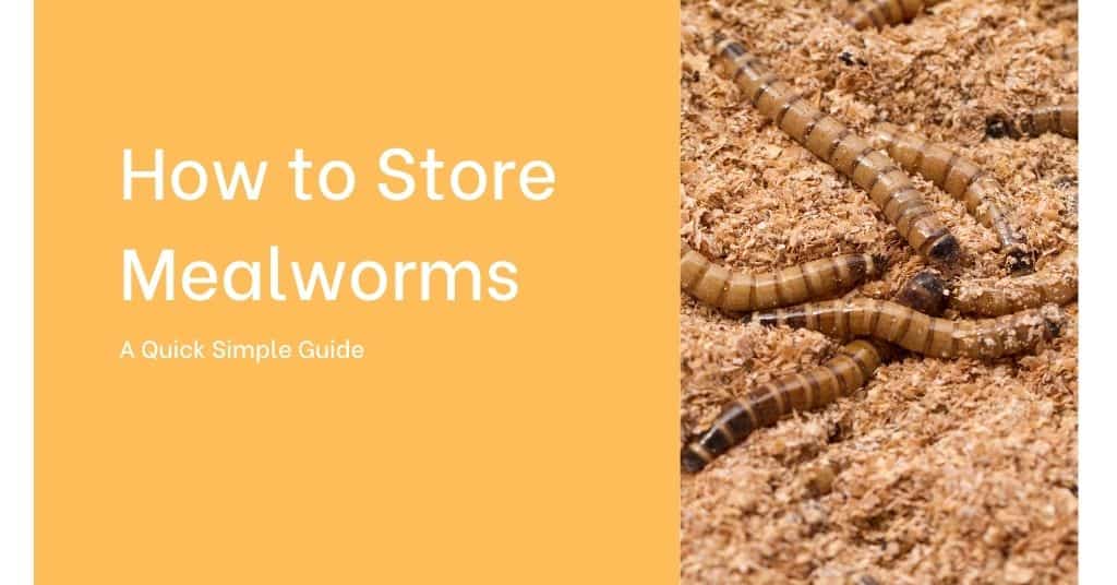 how do you store mealworms