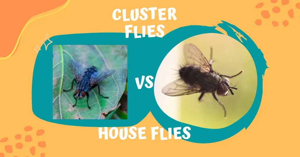 Cluster Flies Vs House Flies, How Are They Different? Top 5 Differences