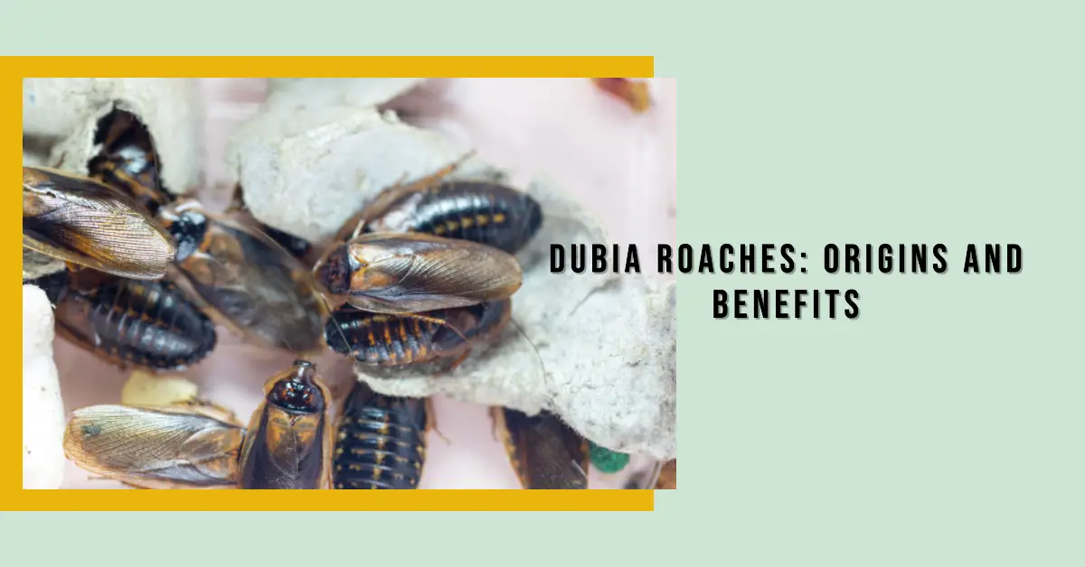 Dubia Roaches: Origins, Benefits as Feeder Insects - TheWormPeople