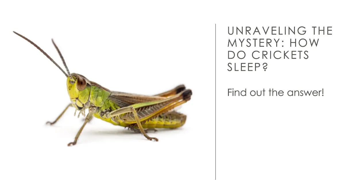 Unraveling the Mystery: How Do Crickets Sleep? - TheWormPeople