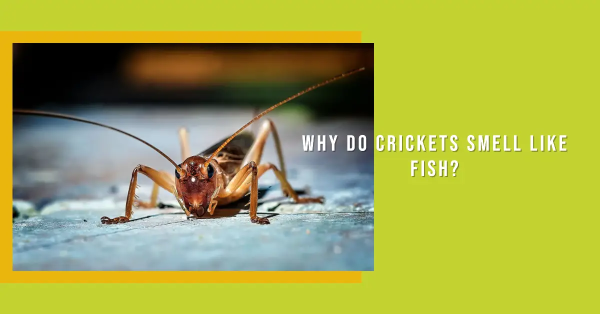 why-do-crickets-smell-like-fish-a-curious-mystery-thewormpeople